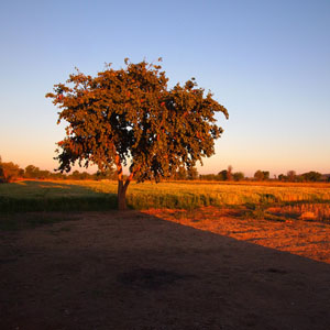 Nature home stay in chikmagalur