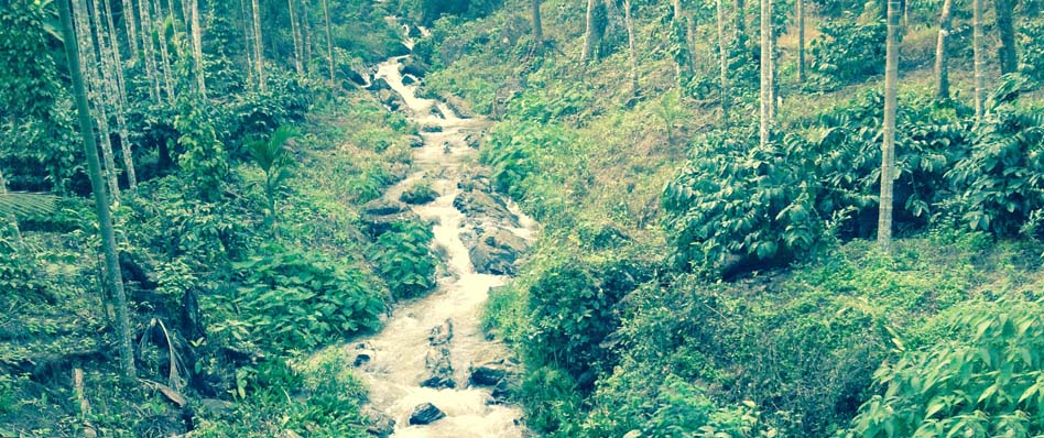 Luxury homestay near Mullayanagiri